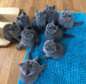 Blue British shorthair kittens ready now