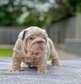 Male and Female bulldog puppy looking for a new home