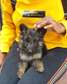 Long coat German shephard puppies