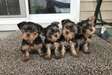 Yorkie puppies available to loving homes.