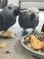 African gray parrots for sale.