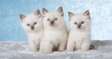 Ragdoll kittens for adoption.