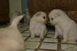 Japanese spitz breed puppies