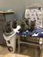 Blue British Shorthair kittens for sale.