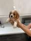 Cavalier King Charles Puppies.