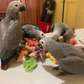 African Grey Parrots for sale.