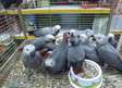 African grey parrots available now.