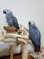 Bonded pair of African Grey parrots ready now.