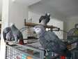 African Grey Parrots ready for their new home.