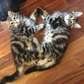 Siberian Kittens for sale - Nairobi