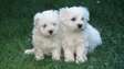 Pure Bred Maltese puppies(Male and Female)