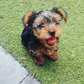 Yorkshire Terrier puppies for sale