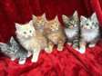 Male and female Maine Coon Kittens ready now.