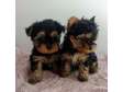 AKC registered male and female Yorkie puppies