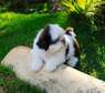 Beautiful shih tzu puppies male and female available