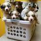 Australia Shepherd puppies for adoption