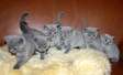 Blue British shorthair kittens available now.