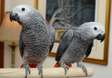 African Gray Parrots Are Very Friendly Parrots Are Available