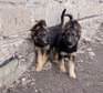Long coat German Shepherd Puppies