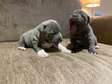 Staffordshire Bull Terrier puppies.