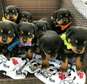 Rottweiler puppies  ready to leave for their new home now.