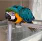 Sillytame hand reared Baby Blue & Gold Macaw