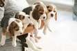 Cute Beagle puppies available