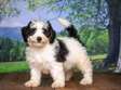 Havanese Terrier puppies for sale