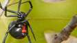 Same Day Bed Bug Exterminator In Mlolongo In Nairobi Kenya