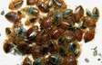 Bed Bug Pest Control In Mathare/Mabatini/Huruma/Ngei/Uhuru