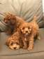 Cavoodle puppies available now