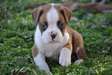 Adorable boxers puppies for adoption