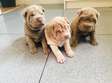 Shar Pei puppies available now