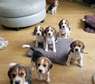 Cute Beagle puppies