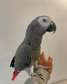 Male and Female African greys with cage