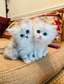 Persian Kittens for sale.