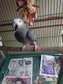 African grey Parrot DNA certificate Male