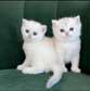 Fold Kittens