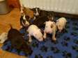 Bullterir  puppies