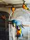 Blue and Gold Macaw parrots ready for their new home.