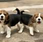 beagle puppie