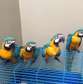 healthy macaw parrots or sale