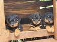 Adorable Rottweiler Puppies For Sale