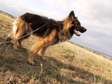 Purebred German Shepherd female dog for sale