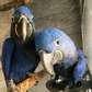 Hyacinth Macaw parrots available now