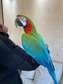 Tame shamrock macaw parrot for sale