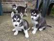 Adorable Husky puppies for pet lovers