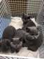British Shorthair kittens and cats for sale