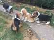 Basset Hound puppies for adoption.