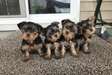 Yorkie puppies available to loving permanent homes.